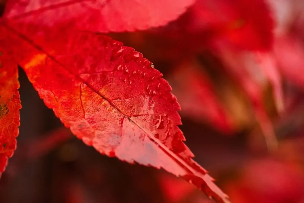 meaningful-red-object